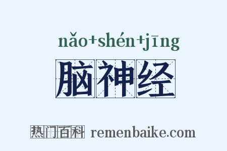 脑神经是什么意思的图片